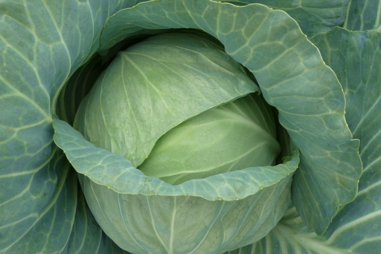 Transam Cabbage (Treated Seed)