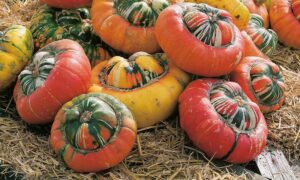 Turks Turban Gourd (Treated Seed)