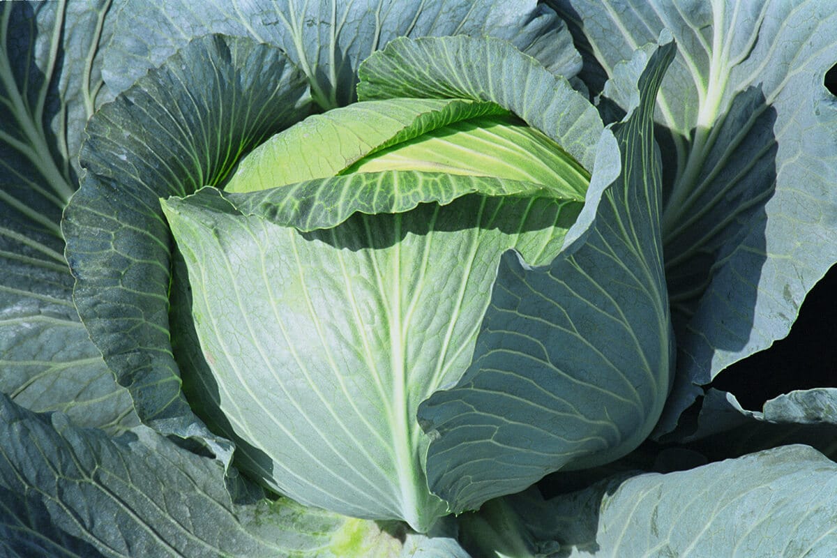 Typhoon Cabbage (Organic)