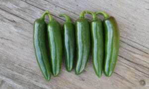 Unique Jalapeno Pepper (Treated Seed)