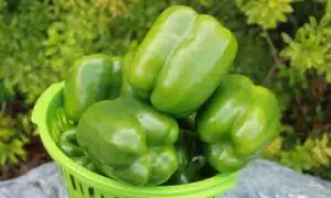 Vanguard Bell Pepper (Not Treated)