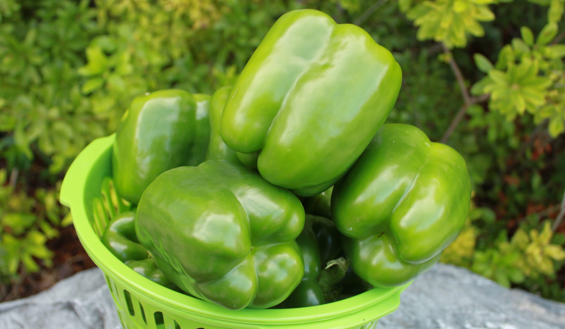 Vanguard Bell Pepper (Not Treated)
