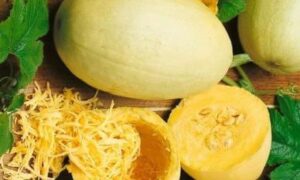 Vegetable Spaghetti Squash (Not Treated)