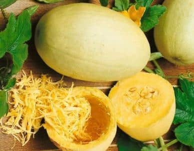 Vegetable Spaghetti Squash (Treated Seed)