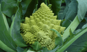Veronica Cauliflower (Organic)
