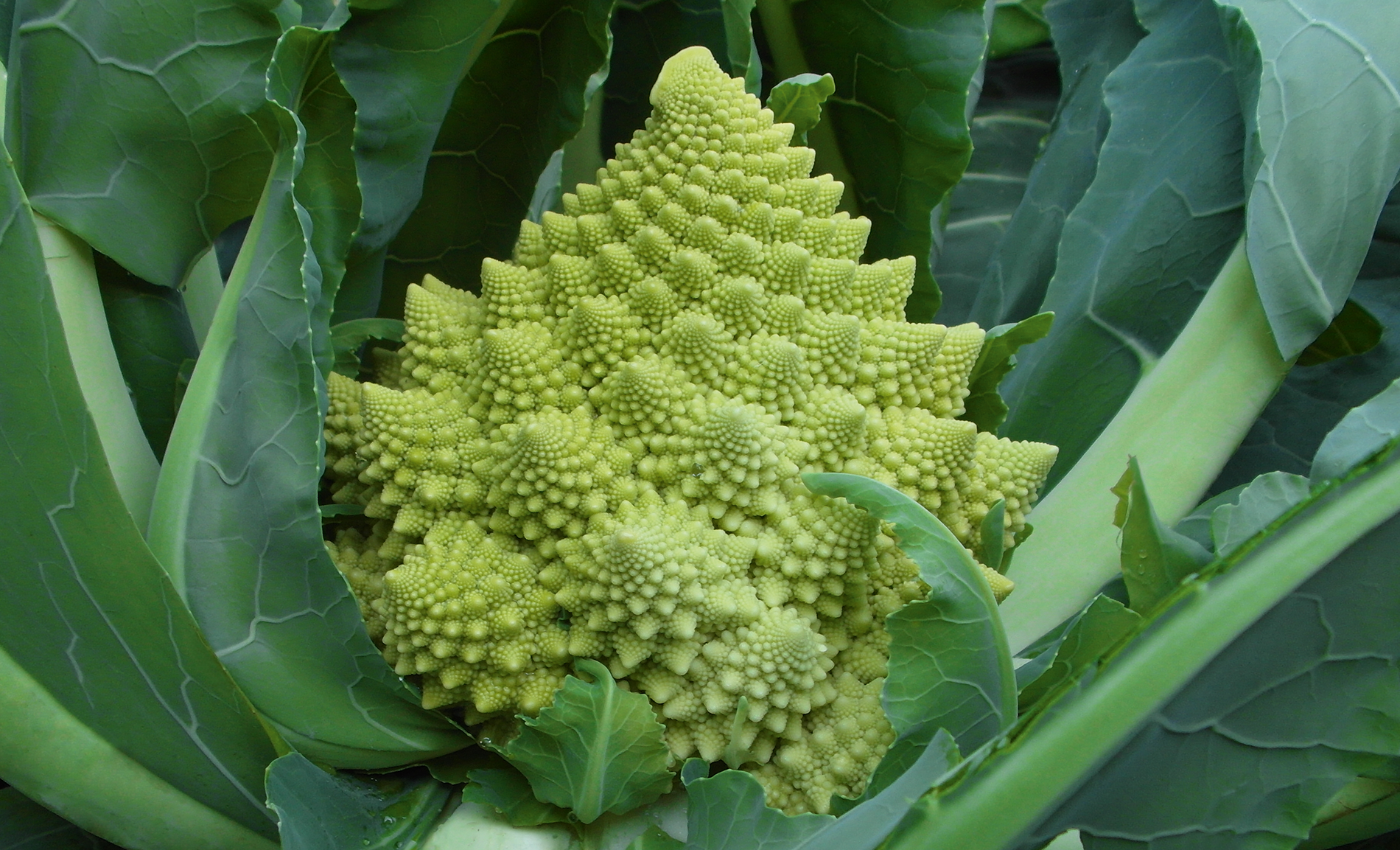 Veronica Cauliflower (Treated Seed)