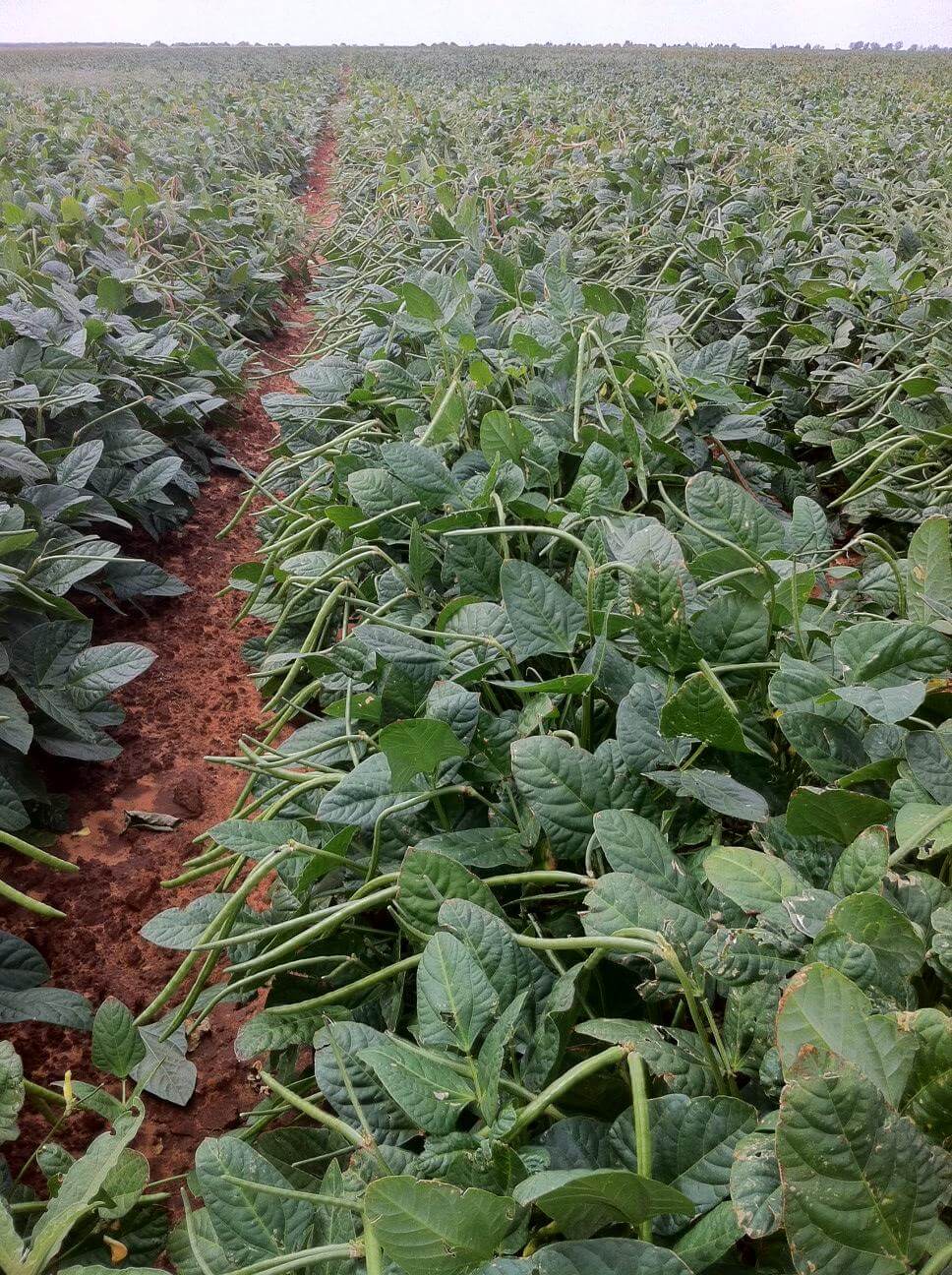 White Acre Cowpea (Treated Seed)
