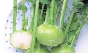 Winner Kohlrabi (Not Treated)