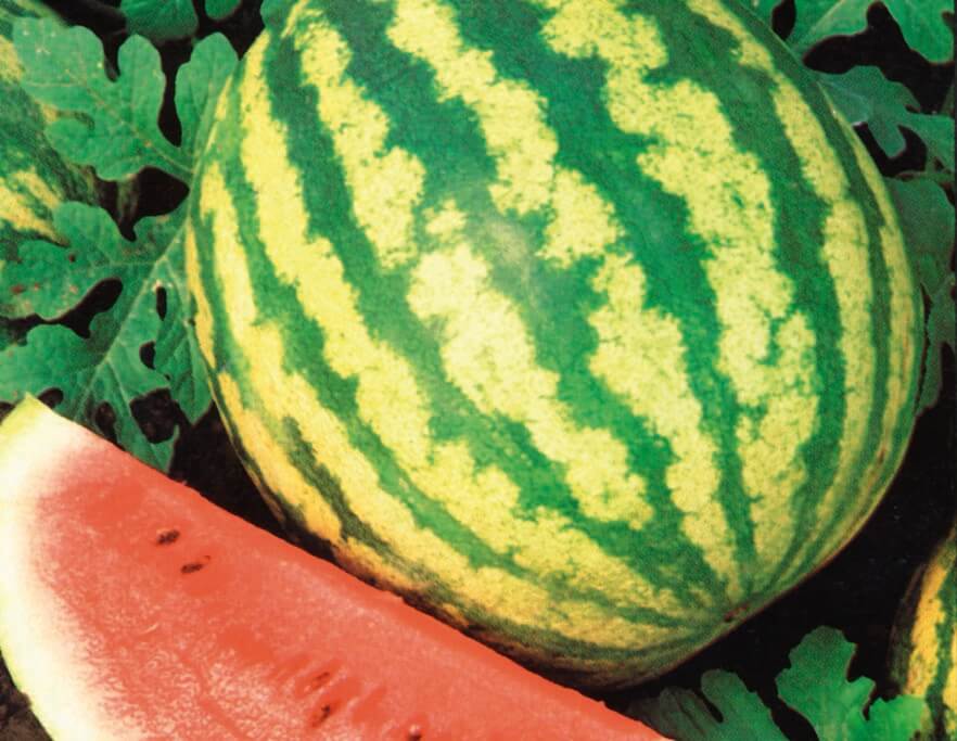 Crimson Sweet Watermelon (Treated Seed)