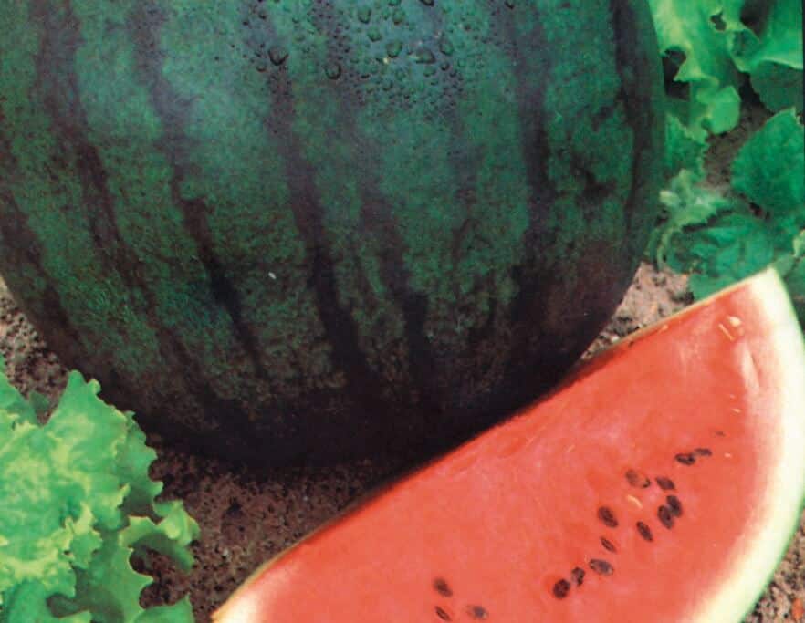 Sugar Baby Watermelon (Treated Seed)