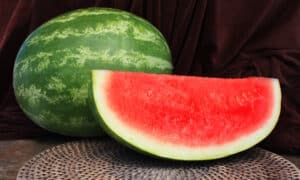 Affirmed Watermelon (Primed)