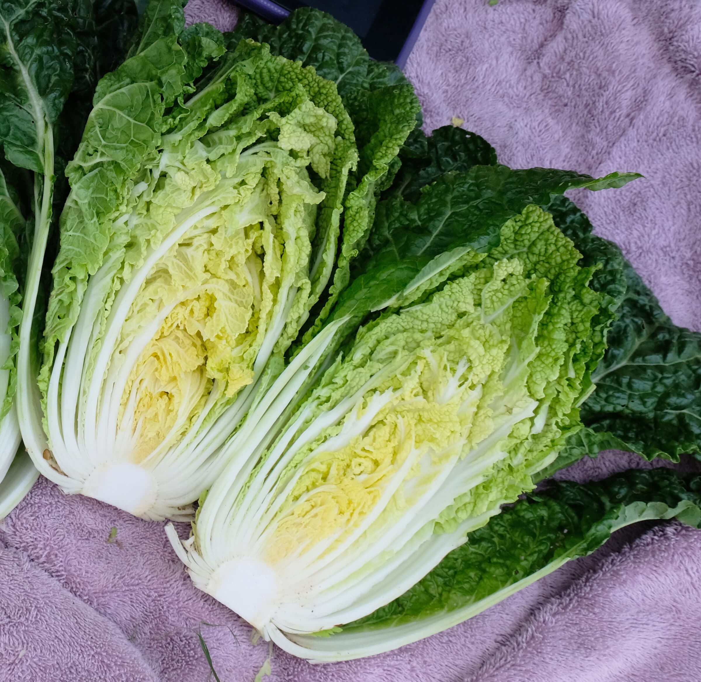 Wawa Tsai Chinese Cabbage (Not Treated)