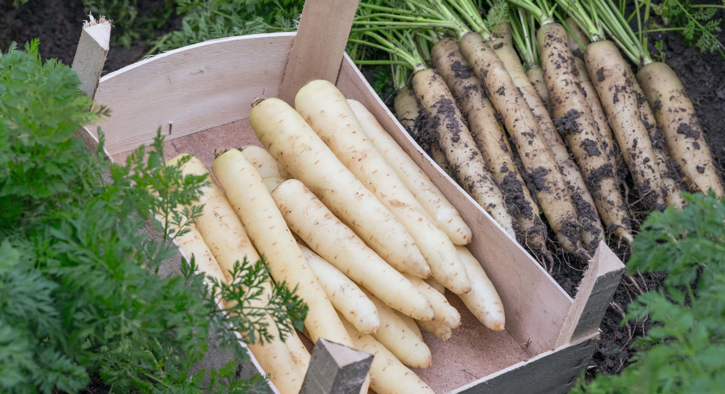 White Satin Carrot (Not Treated)