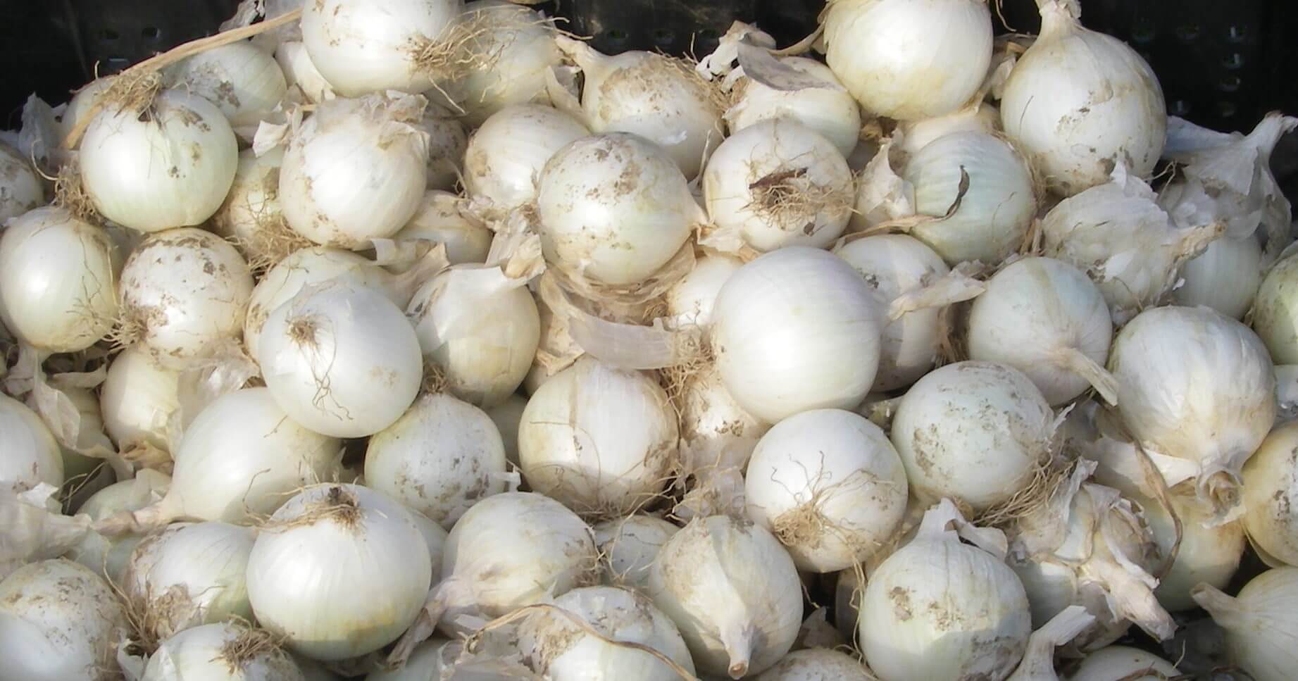 White Wing Onion (Treated Seed) - Image 2
