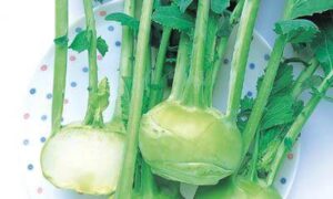 Winner Kohlrabi (Treated Seed)