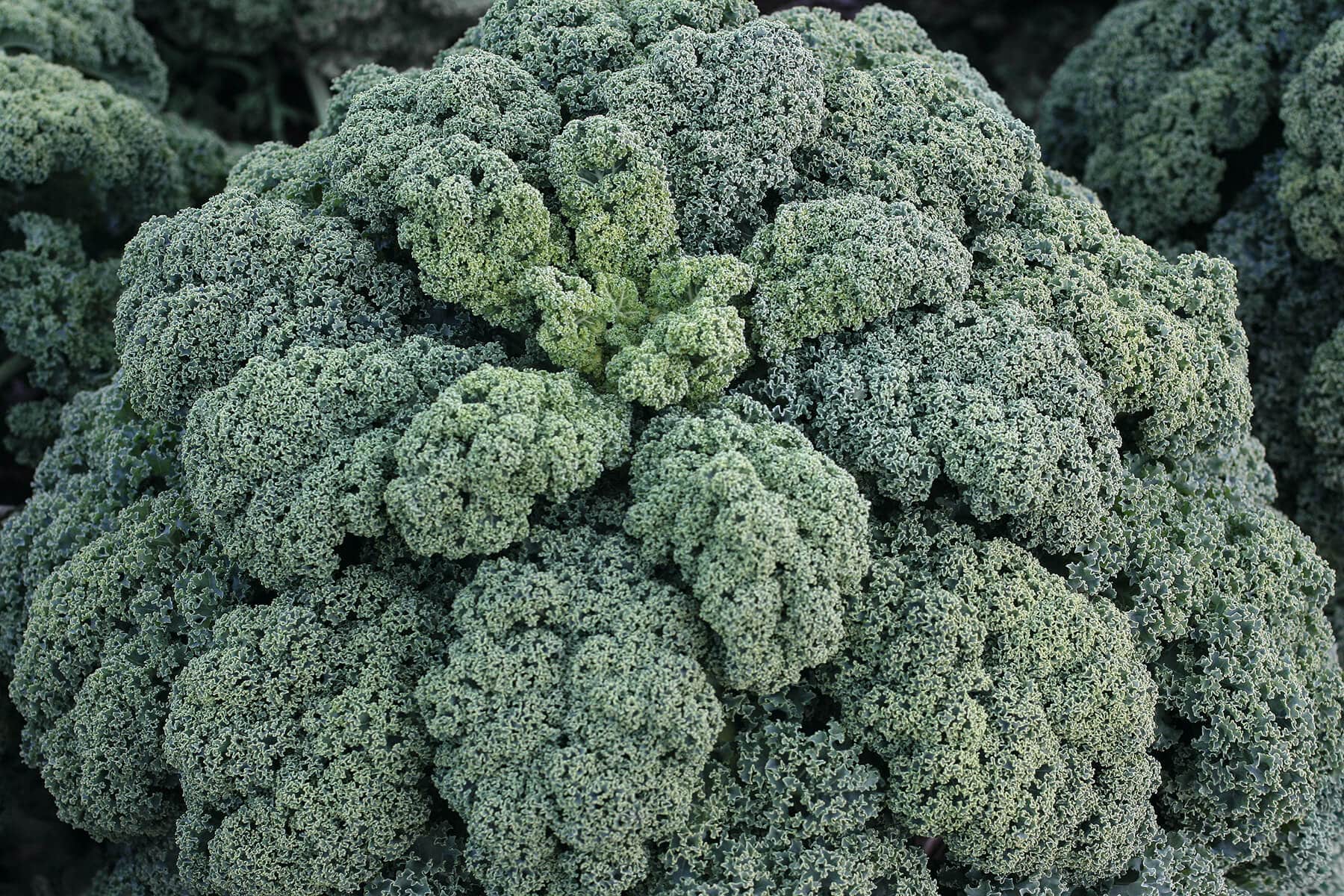 Winterbor Kale (Not Treated)