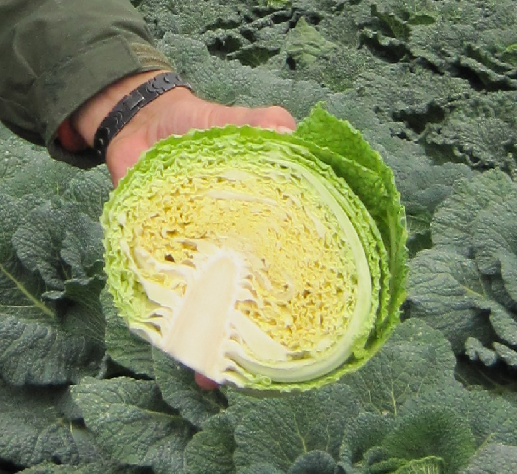 Wirosa Cabbage (Not Treated) - Image 2