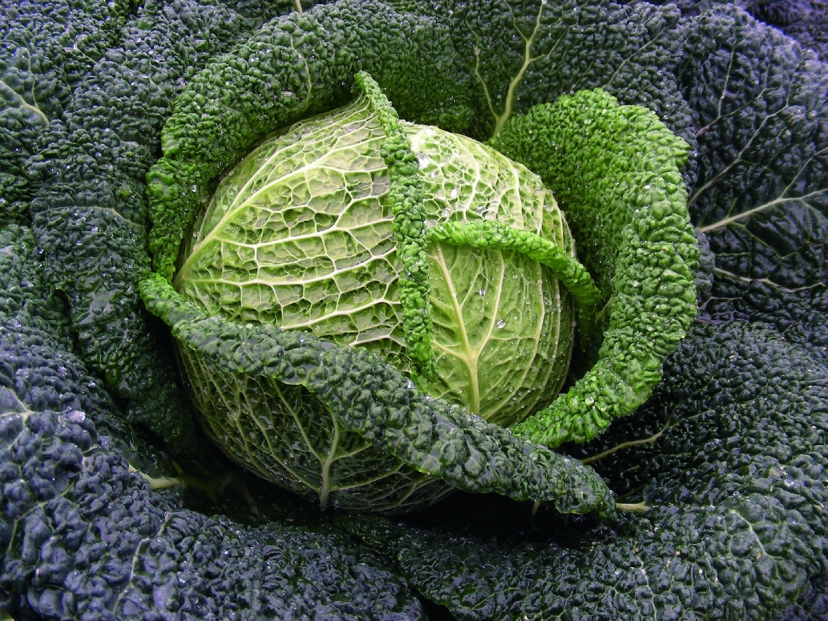 Wirosa Cabbage (Not Treated)