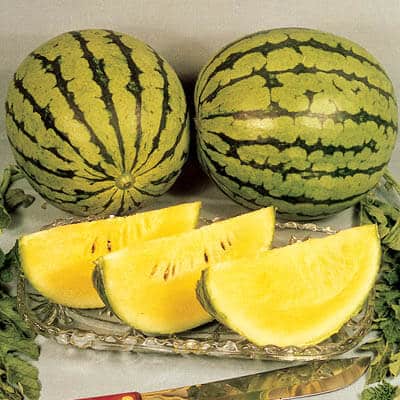 Yellow Doll Watermelon (Not Treated)