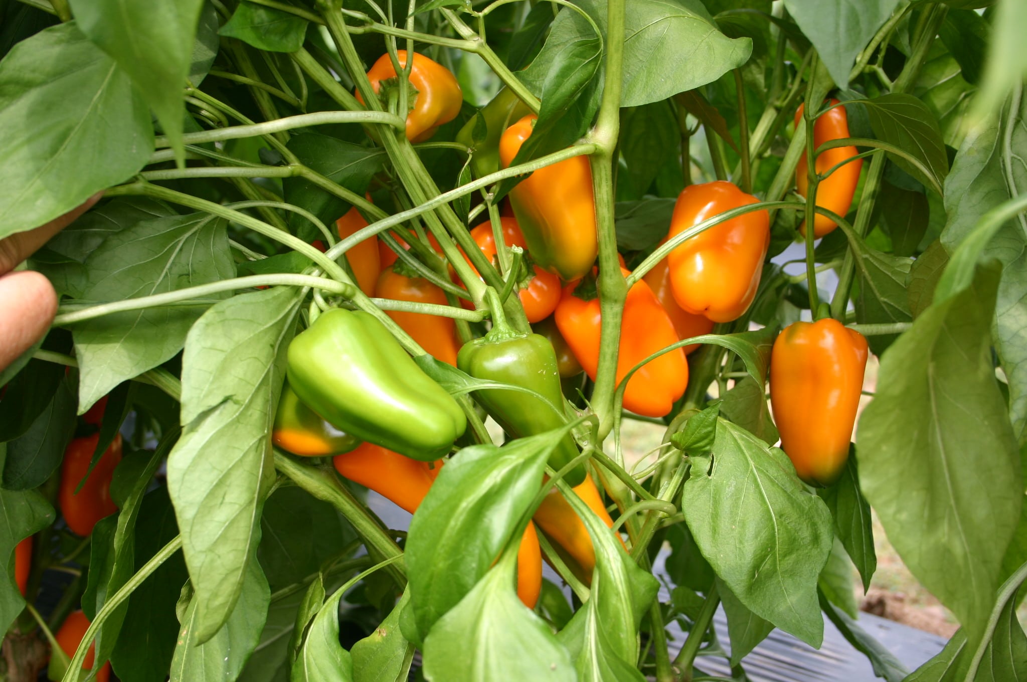 Yummy Orange Sweet Pepper (Not Treated) - Image 4