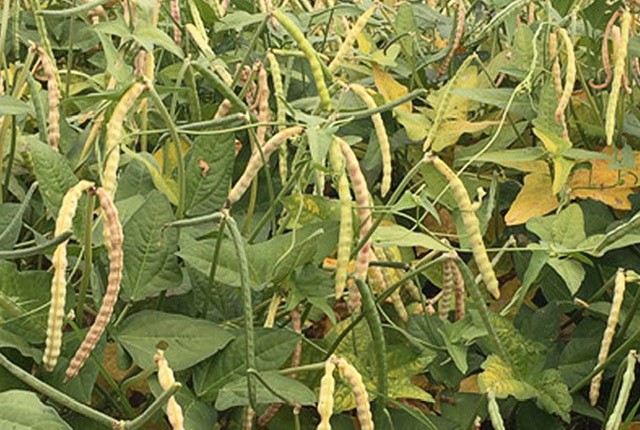Zipper Cream Cowpea (Treated Seed)