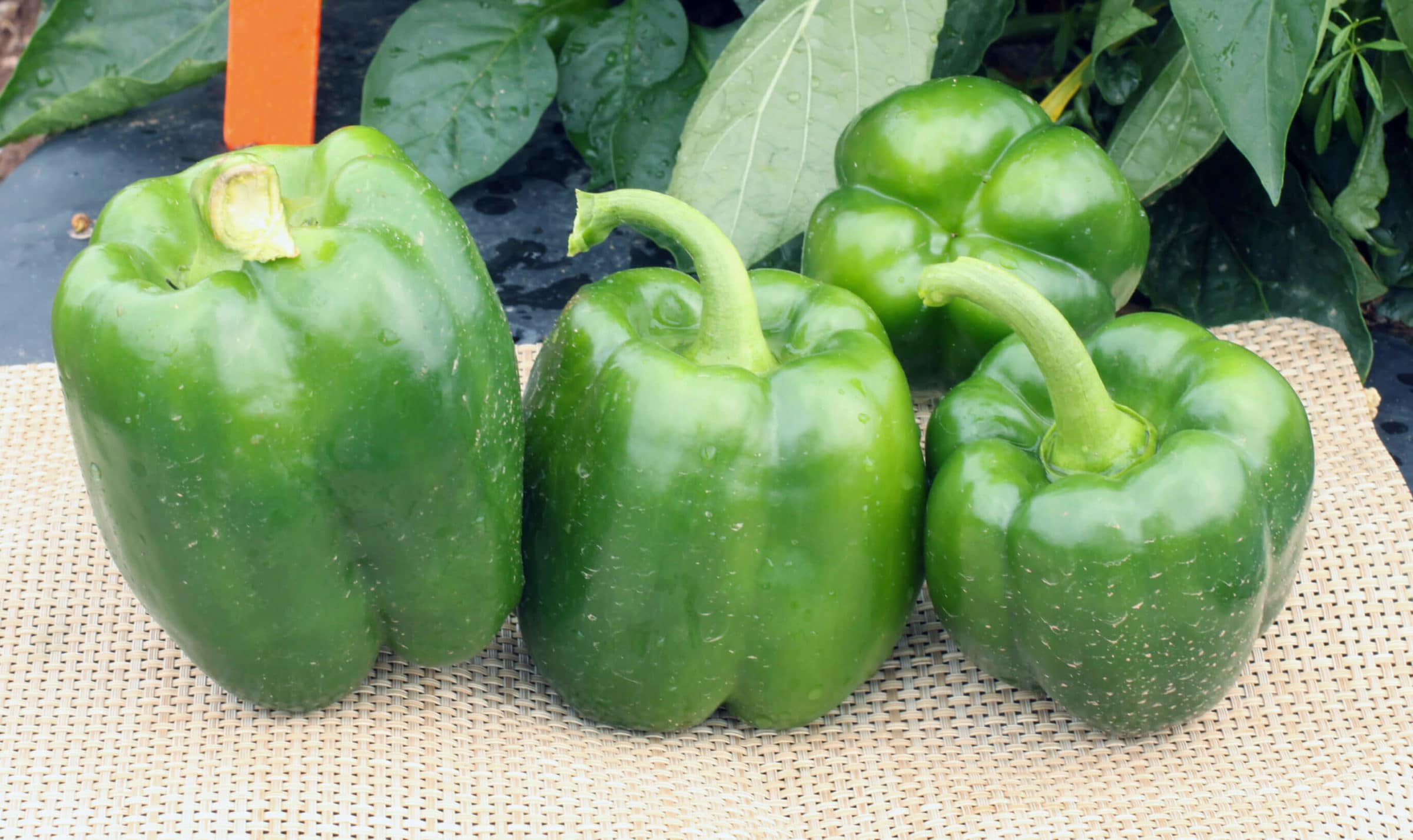 Antebellum Bell Pepper (Treated Seed)