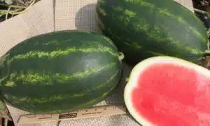 Arcadia Watermelon (Treated Seed)