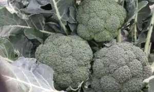 Avenger Broccoli (Not Treated)
