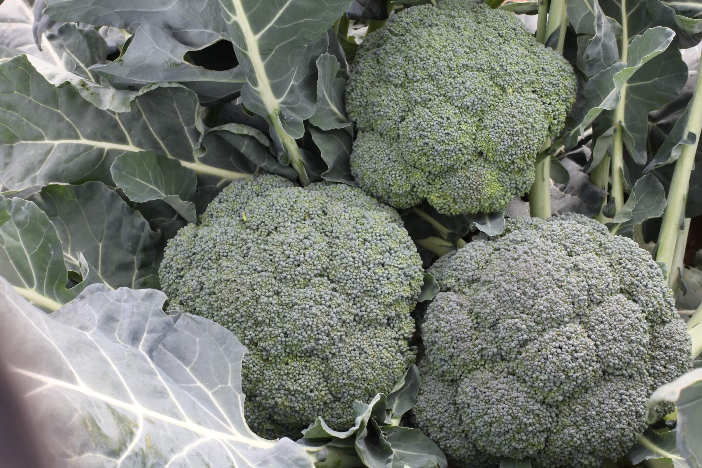 Avenger Broccoli (Not Treated)