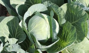Bajonet Cabbage (Treated Seed)