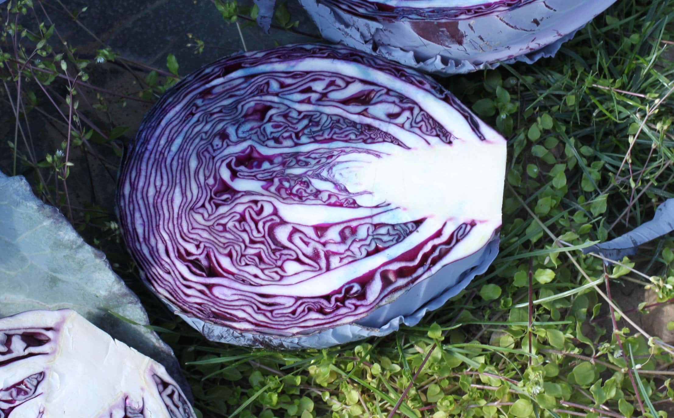 Bandolero Cabbage (Treated Seed)