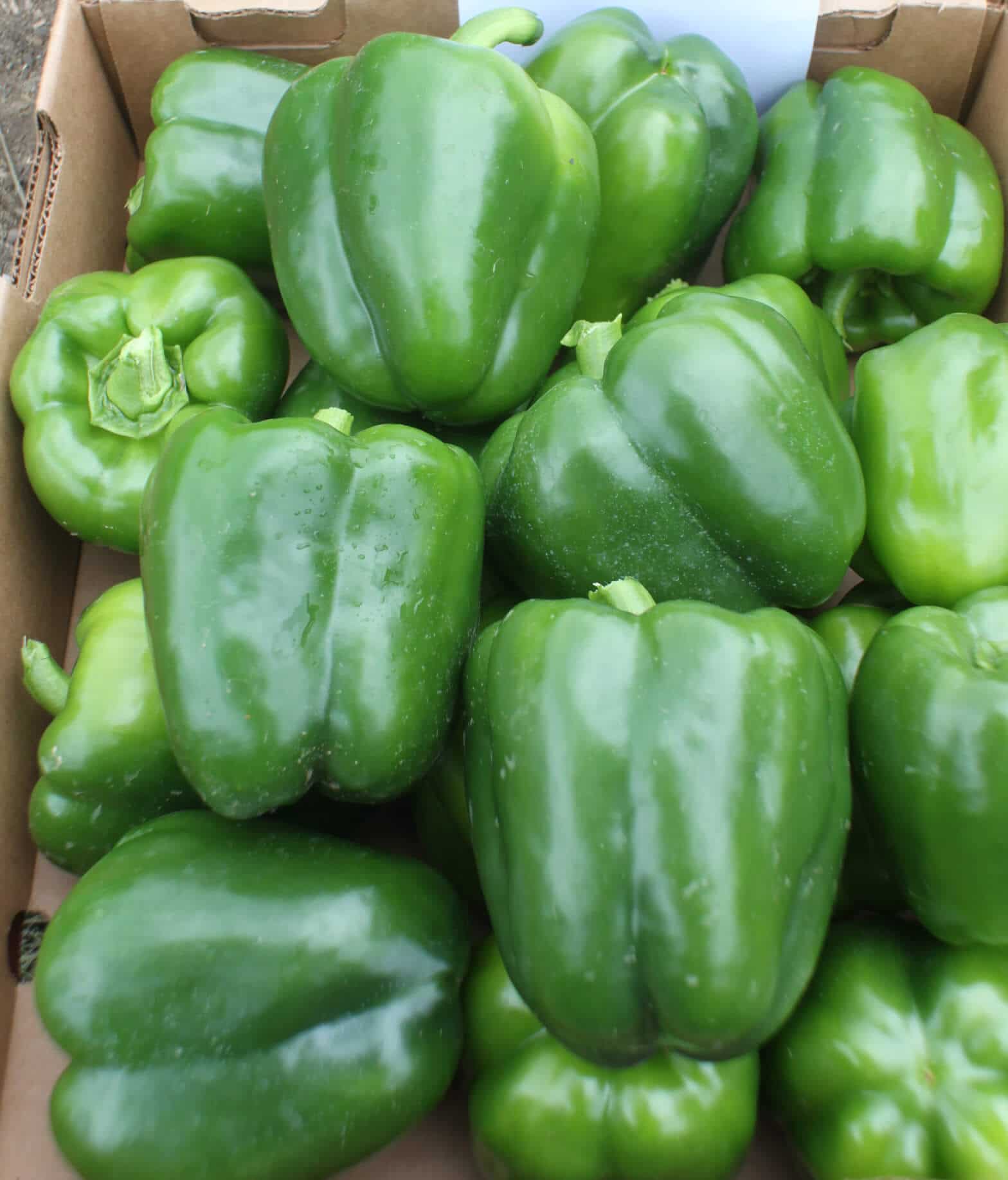 Bayonet Bell Pepper (Primed)