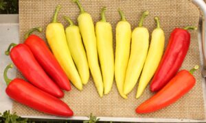 Beacon Sweet Pepper (Not Treated)
