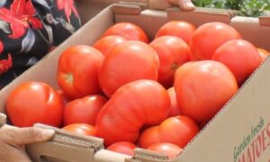 Bigdena Tomato (Not Treated)