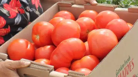 Bigdena Tomato (Not Treated)
