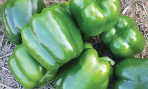 Blitz Bell Pepper (Treated Seed)