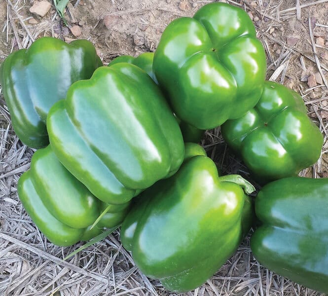 Blitz Bell Pepper (Treated Seed)