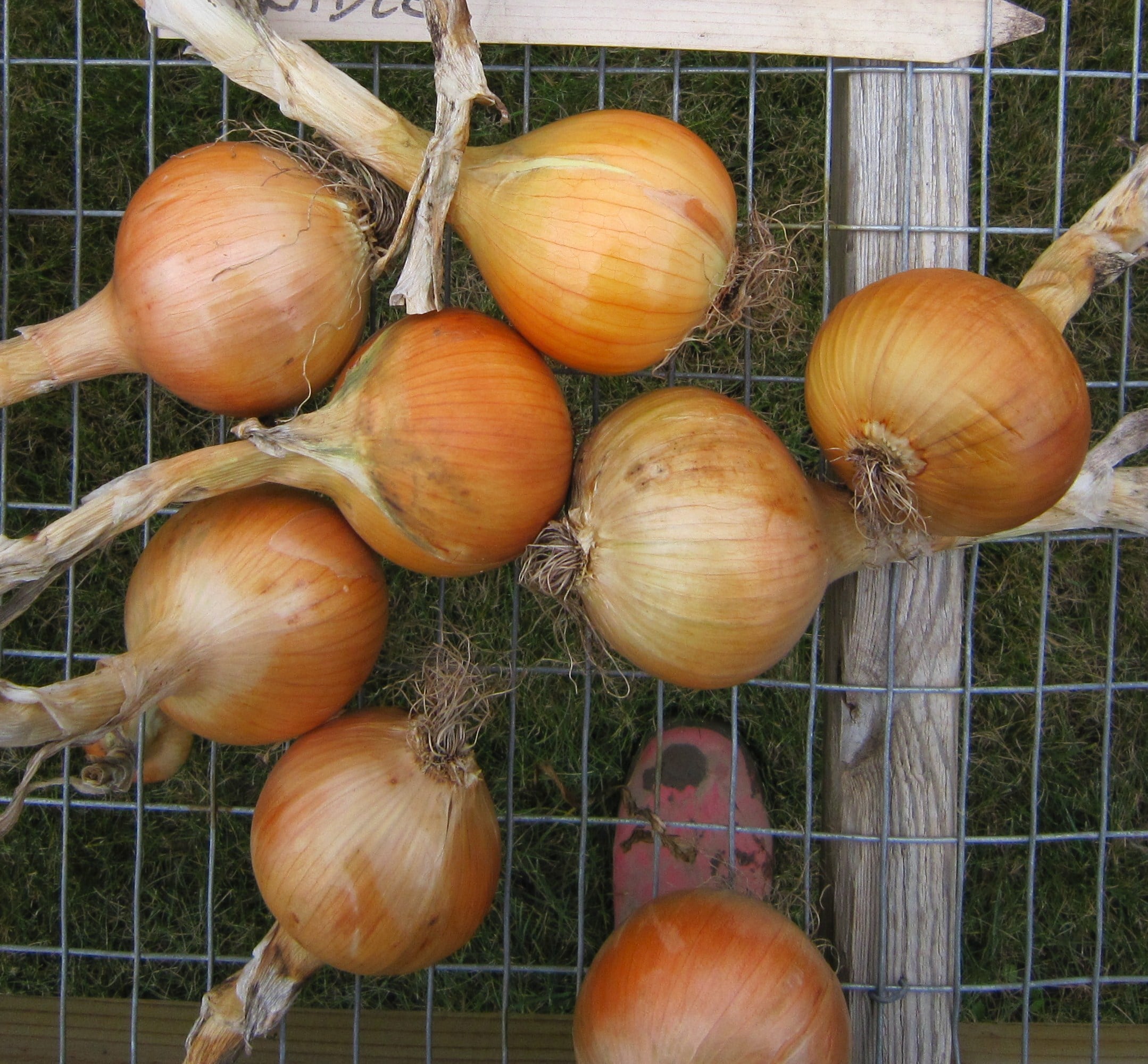 Bradley Onion (Pelleted) - Image 4