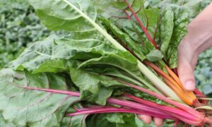 Bright Lights Swiss Chard (Not Treated)