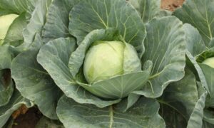 Bronco Cabbage (Not Treated)