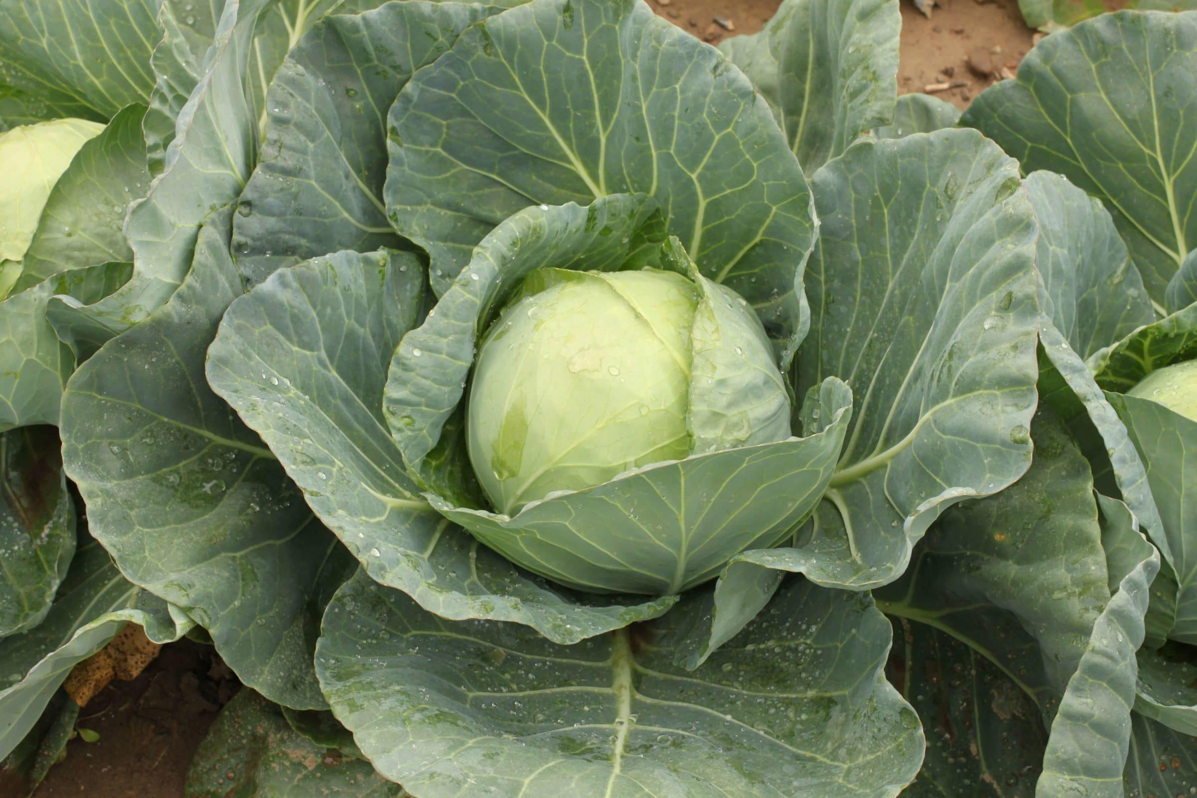 Bronco Cabbage (Primed Pre-Prep)