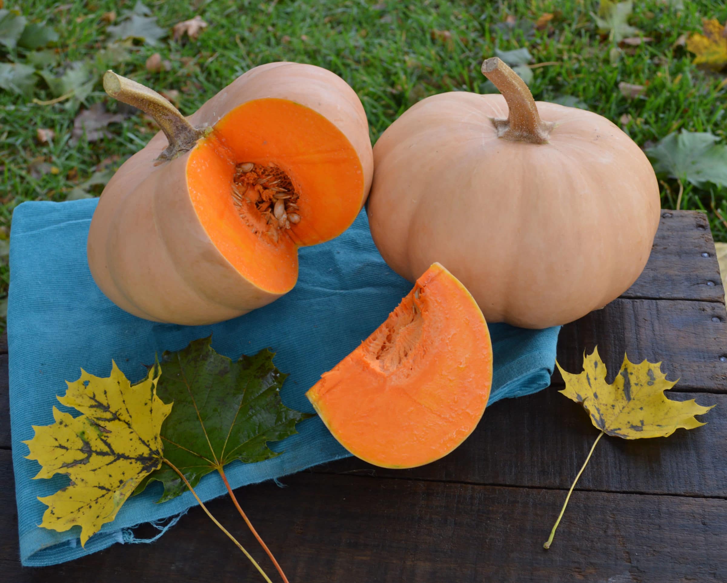 Butterkin Squash (Not Treated)