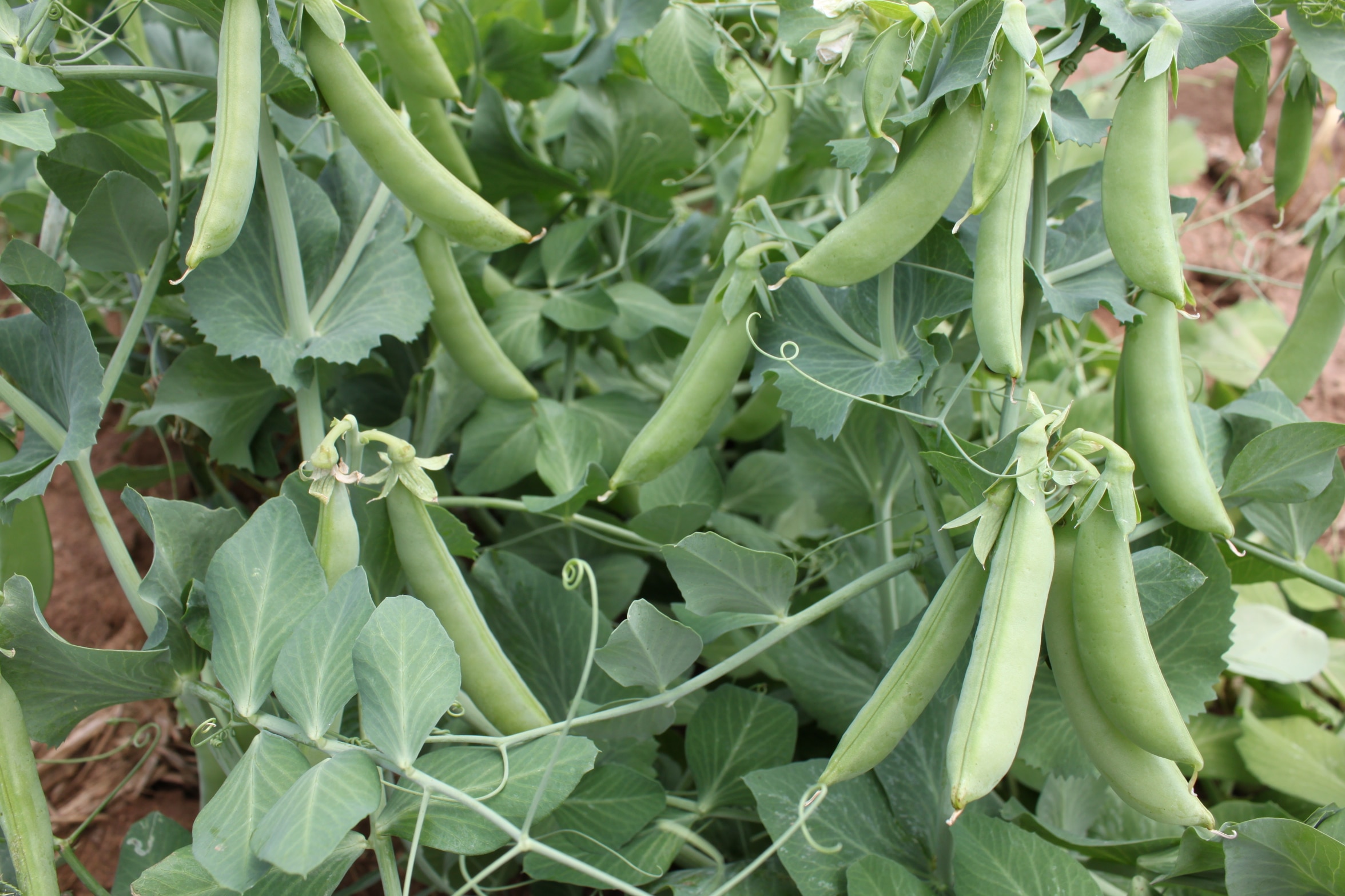 Cascadia Peas (Not Treated) - Image 2