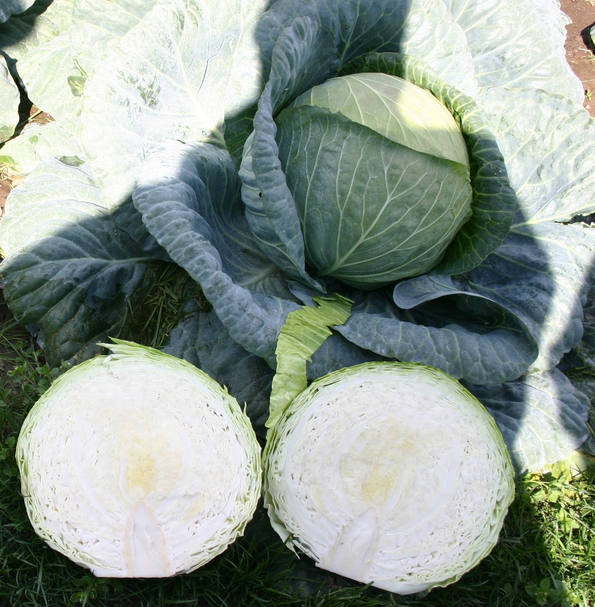 Cecile Cabbage (Not Treated) - Image 2