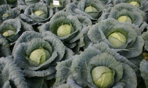 Cecile Cabbage (Not Treated)