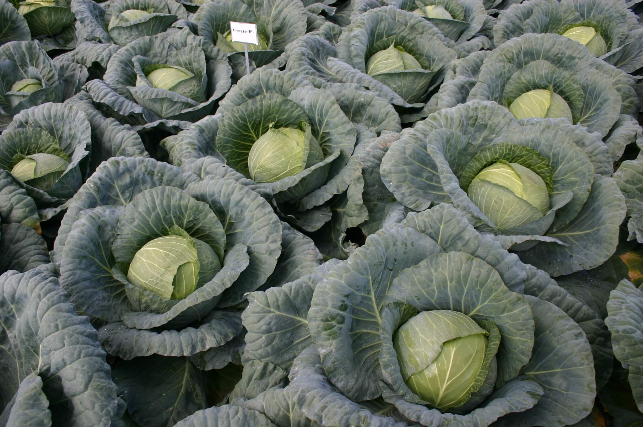 Cecile Cabbage (Not Treated)