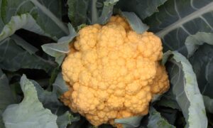 Cheddar Cauliflower (Not Treated)