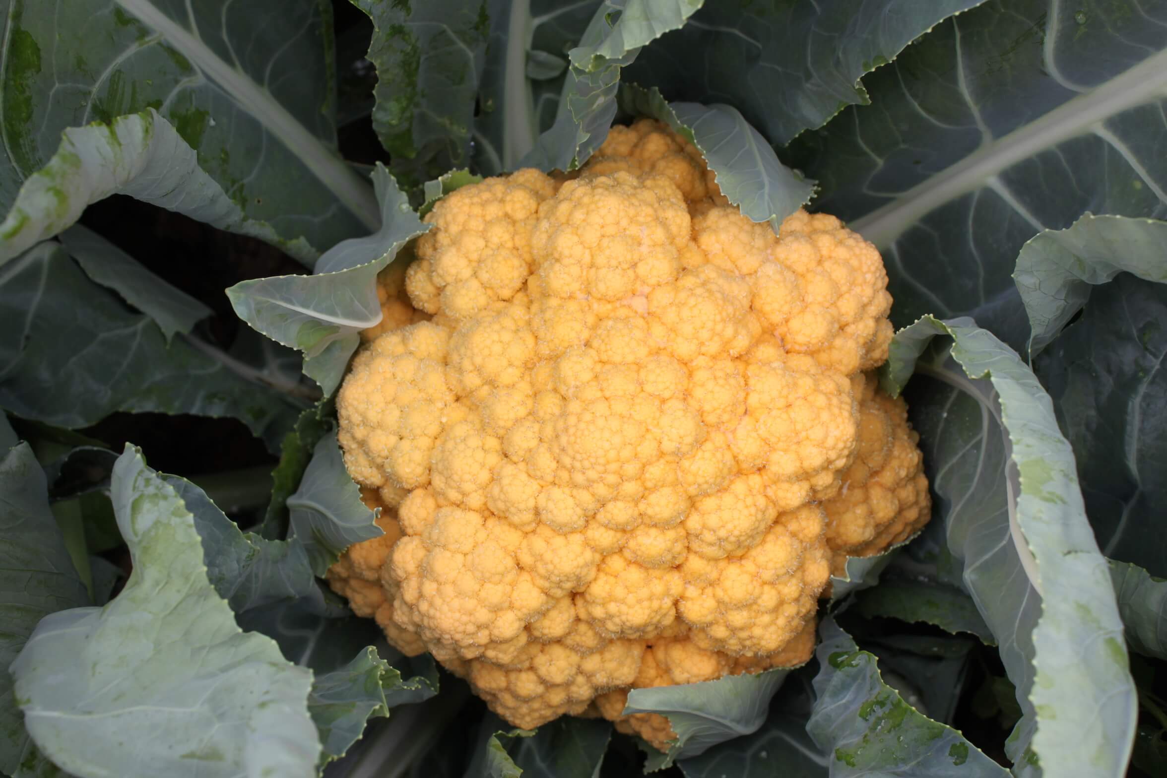 Cheddar Cauliflower (Not Treated)