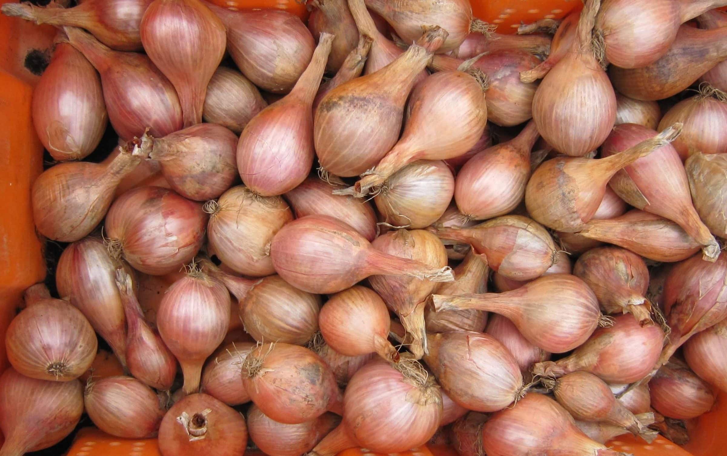Conservor Shallot (Not Treated)