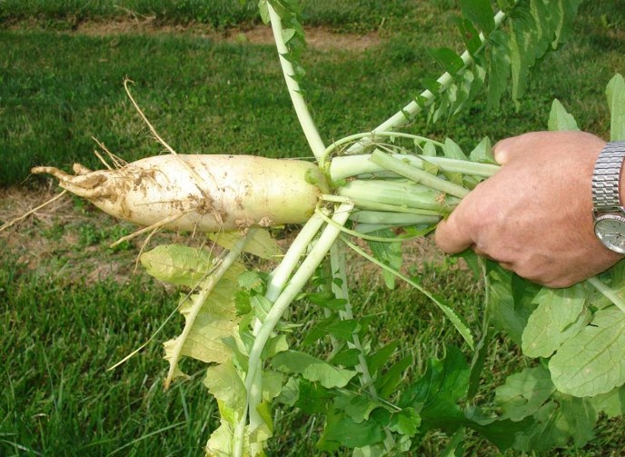 Eco-Till Radish (Not Treated) - Image 5
